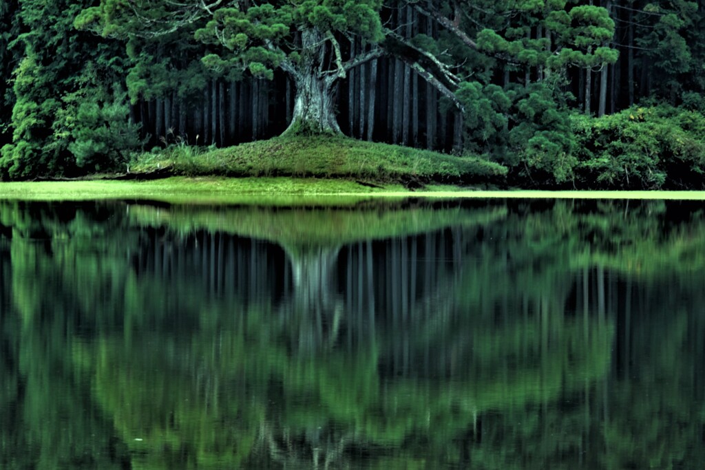 水鏡の千年杉　３