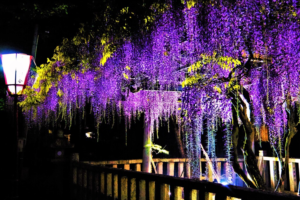 在士八幡神社の紫藤ライトアップ　４