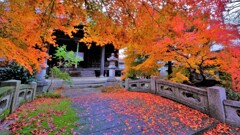 師走紅葉の長浜舎那院　Ⅲ