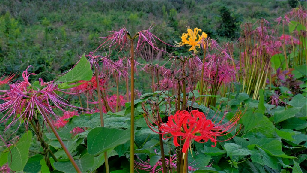 枯れ花の中に・・・
