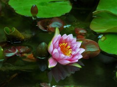 Water lily