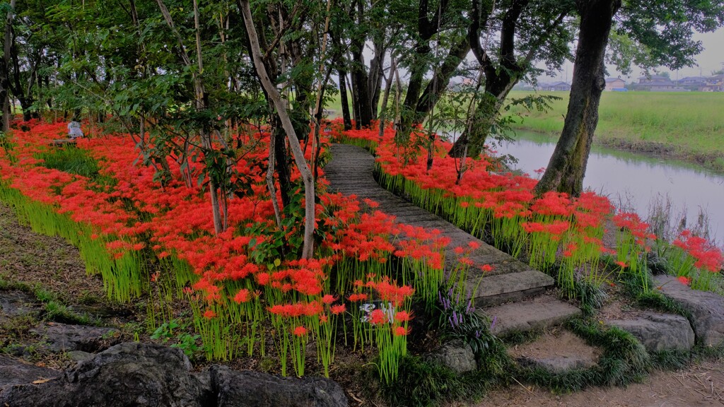 水辺の彼岸花　1