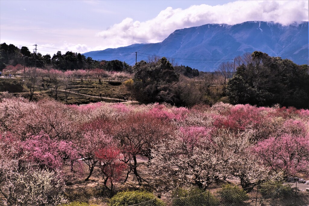 いなべ市梅林公園　４