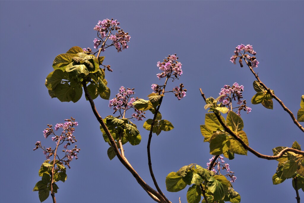 桐の花　Ⅰ