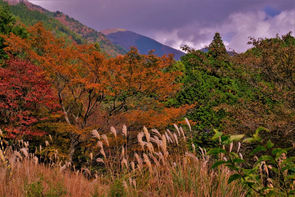 鈴鹿スカイライン秋景　2