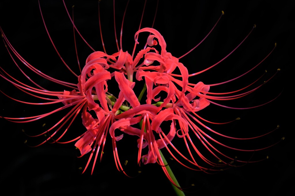 red spider lily