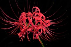 red spider lily