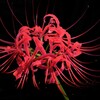 red spider lily