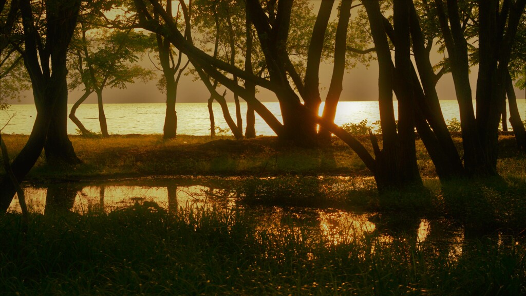 小さな森の水辺夕景　４