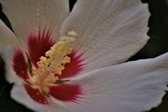 木槿
