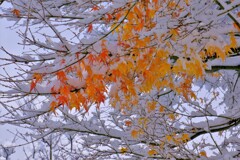 雪紅葉　２