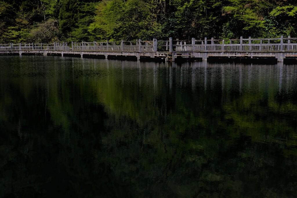 晩春のもみじ池　２