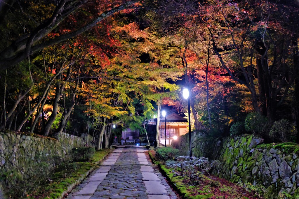 湖東三山金剛輪寺のライトアップ　２