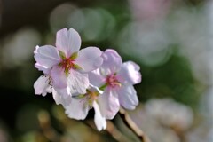 冬咲く桜　３