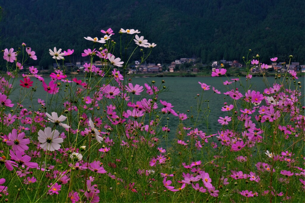 湖畔の秋桜　2