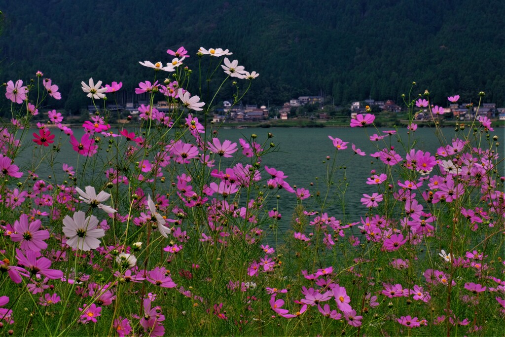 湖畔の秋桜　2