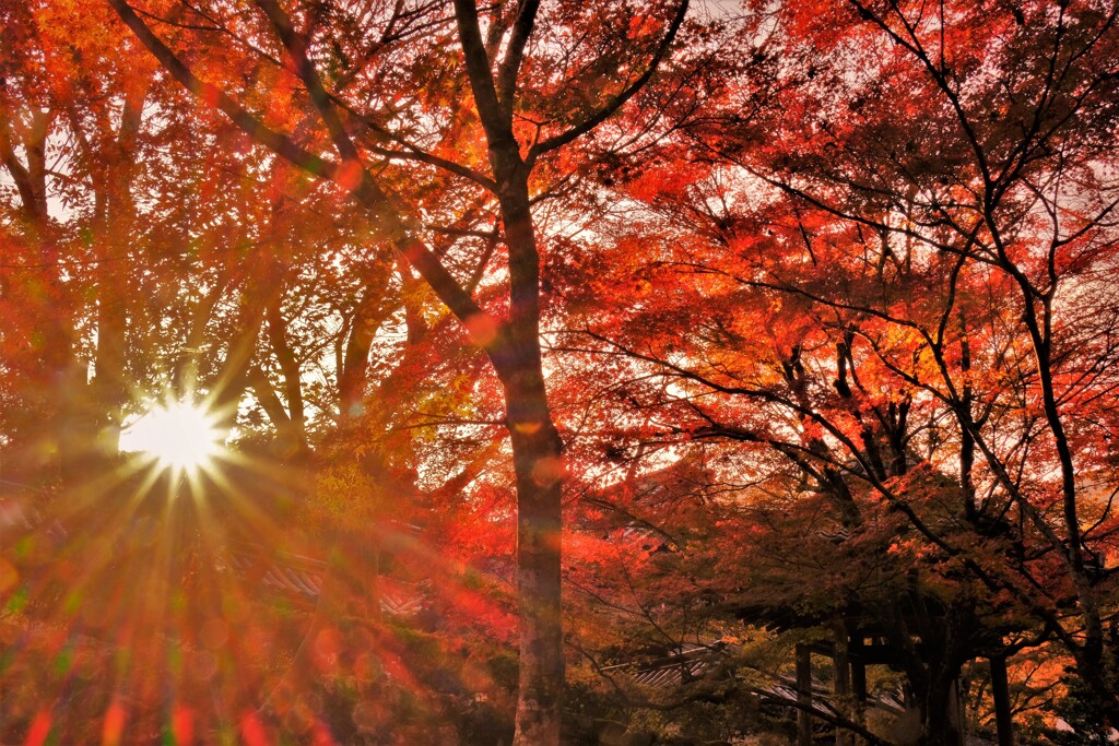 紅葉夕日