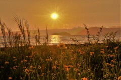 花咲く湖辺夕日