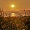 花咲く湖辺夕日