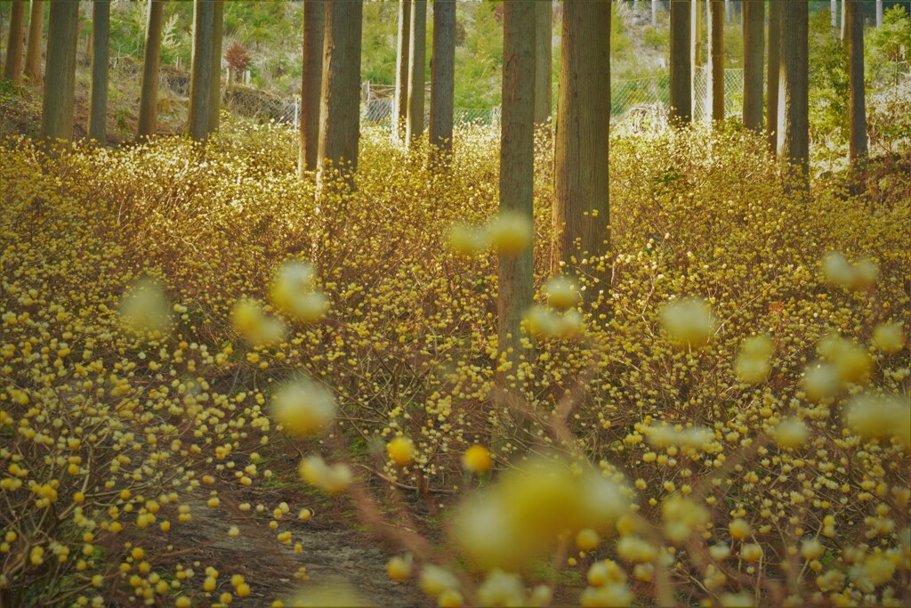 春薫妖精の森　11