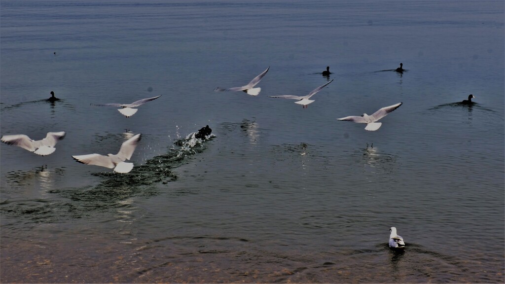 湖上の水鳥