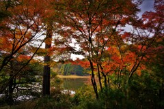 秋景の岩尾池の一本杉