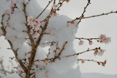 雪中二期咲桜　Ⅳ