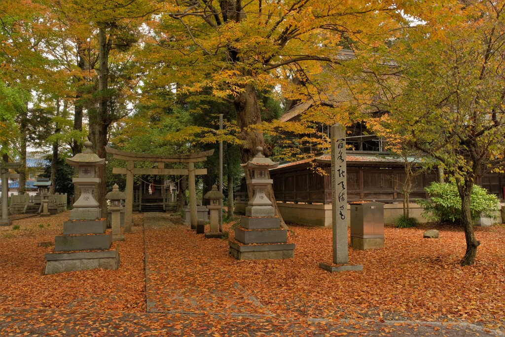 郷社日吉神社紅葉　３-２
