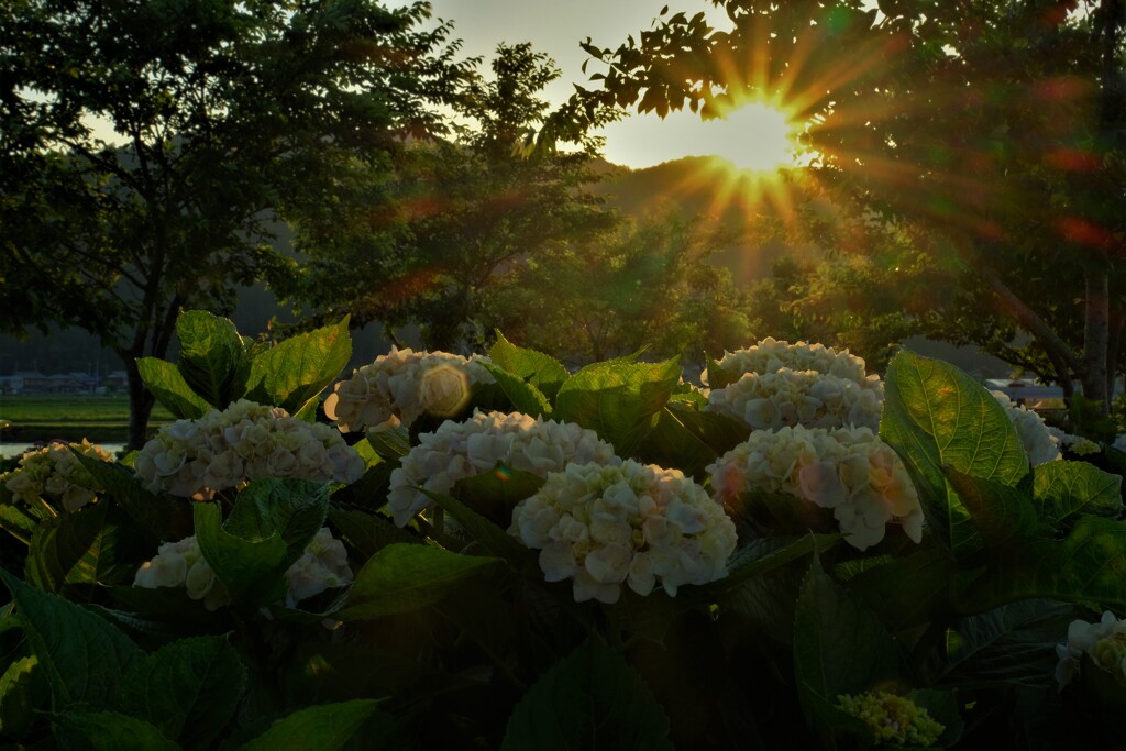 あじさい夕日