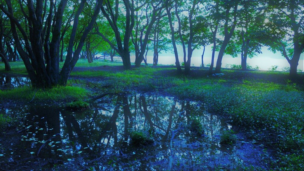 小さな森の水辺夕景　５