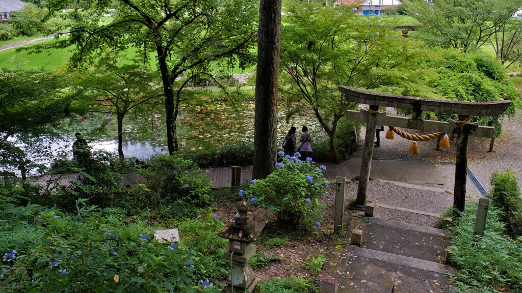 根道神社の名もなき池
