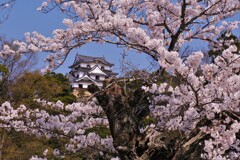 彦根城内濠　桜寸景　３