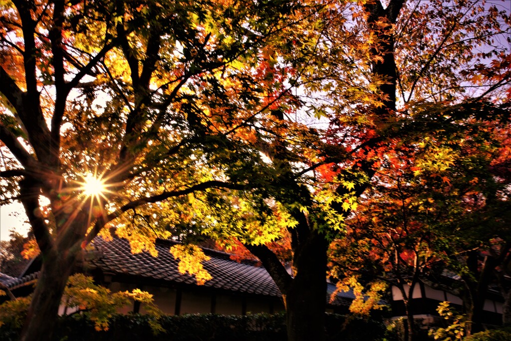 西教寺紅葉参道　２