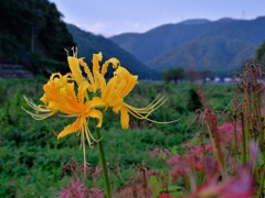 彼岸花の里「徳山」　２