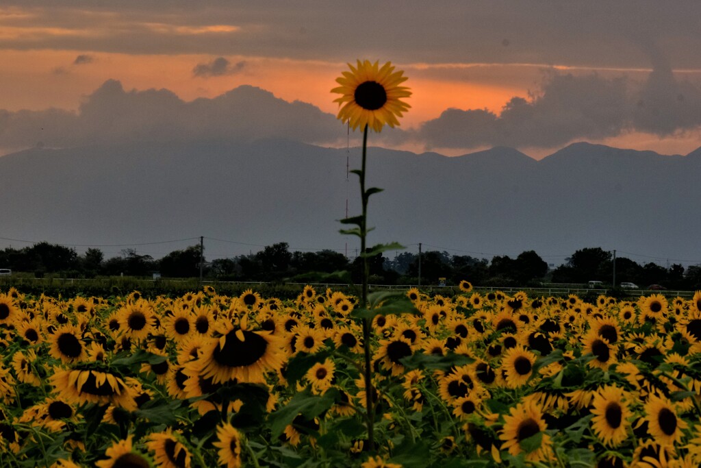 ひまわり夕景　３