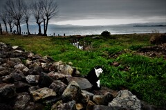 湖岸のノラ猫寸景