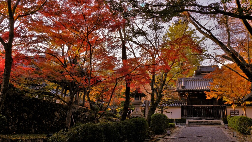 西教寺紅葉参道　４