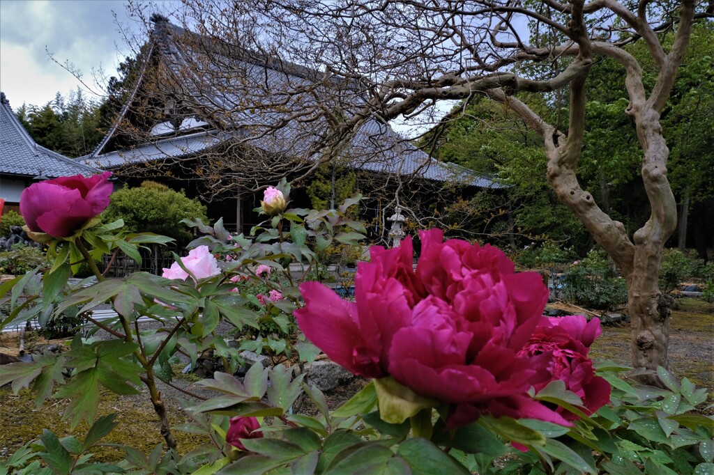 総持寺の牡丹　２