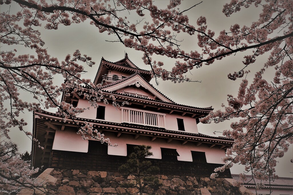 長浜豊公園桜景　２