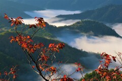 小入谷峠の朝景雲海　１０