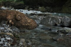 渓流の珍獣　１