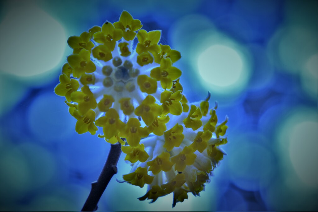 Edgeworthia