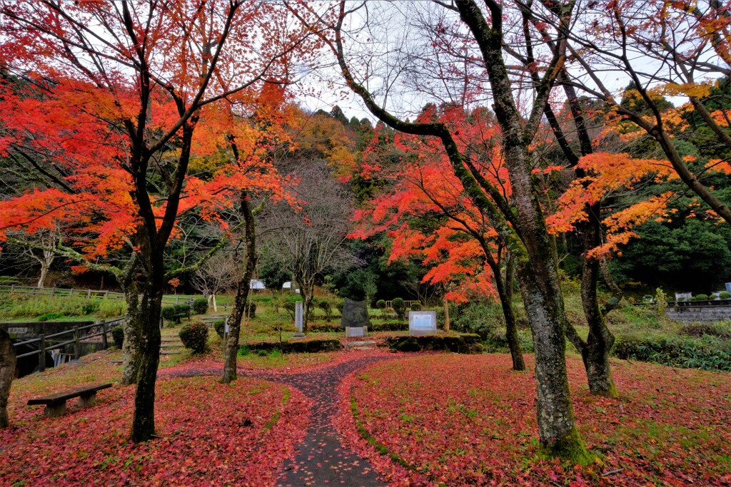 残り紅葉　西野ほりぬき公園