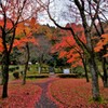 残り紅葉　西野ほりぬき公園