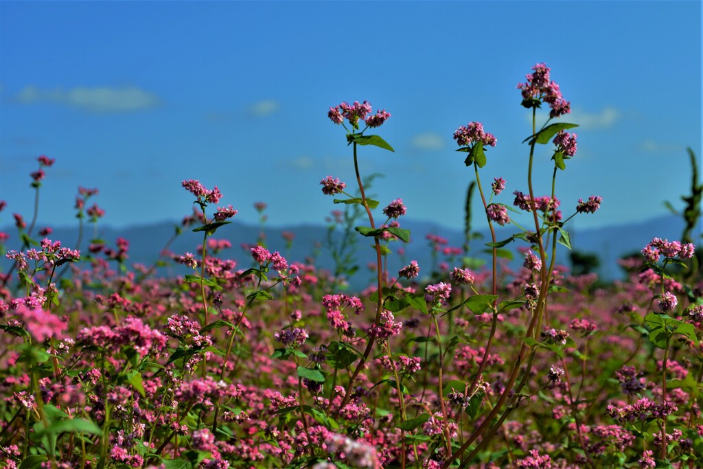 赤そばの花　５-３