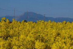 春呼ぶ菜の花畑と伊吹山