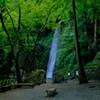 養老の滝