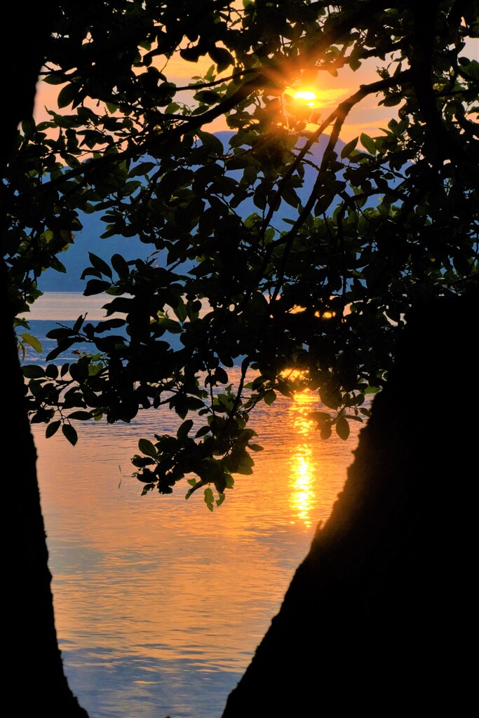 樹陰の夕日