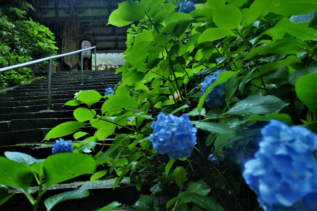 梅雨間の金剛輪寺　10