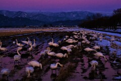 夕暮れ田のコハクチョウ